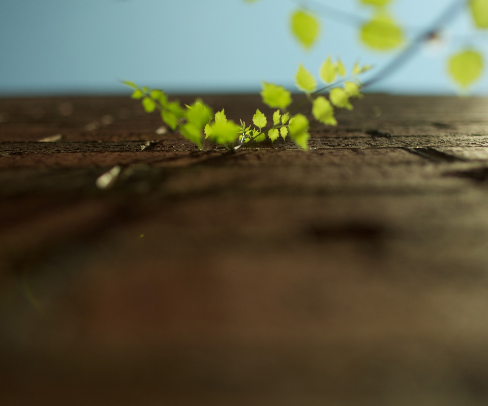 Зеленые ростки в стене обои