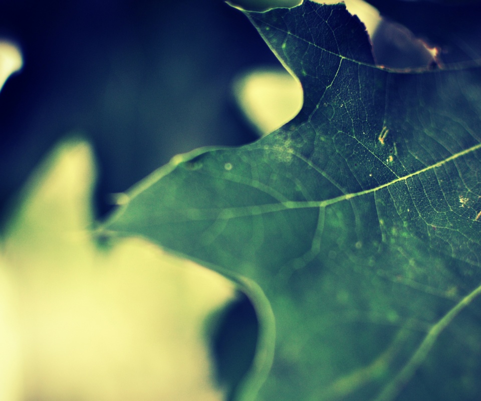 Темно-зеленый лист в макро обои