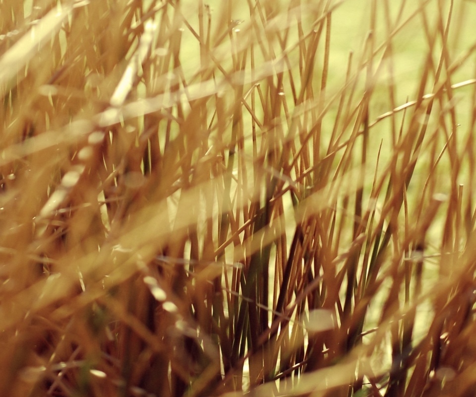 Высохшие травяные стебли обои