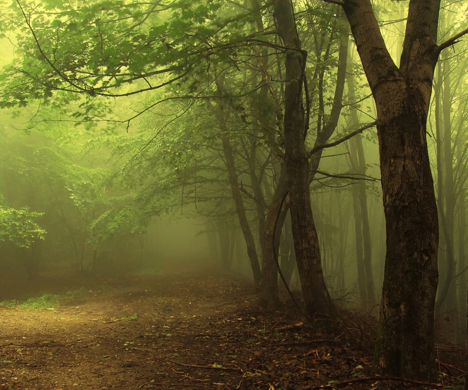 Зеленоватый туман обои