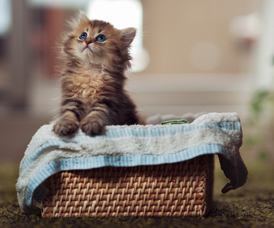 Маленткий котенок обои