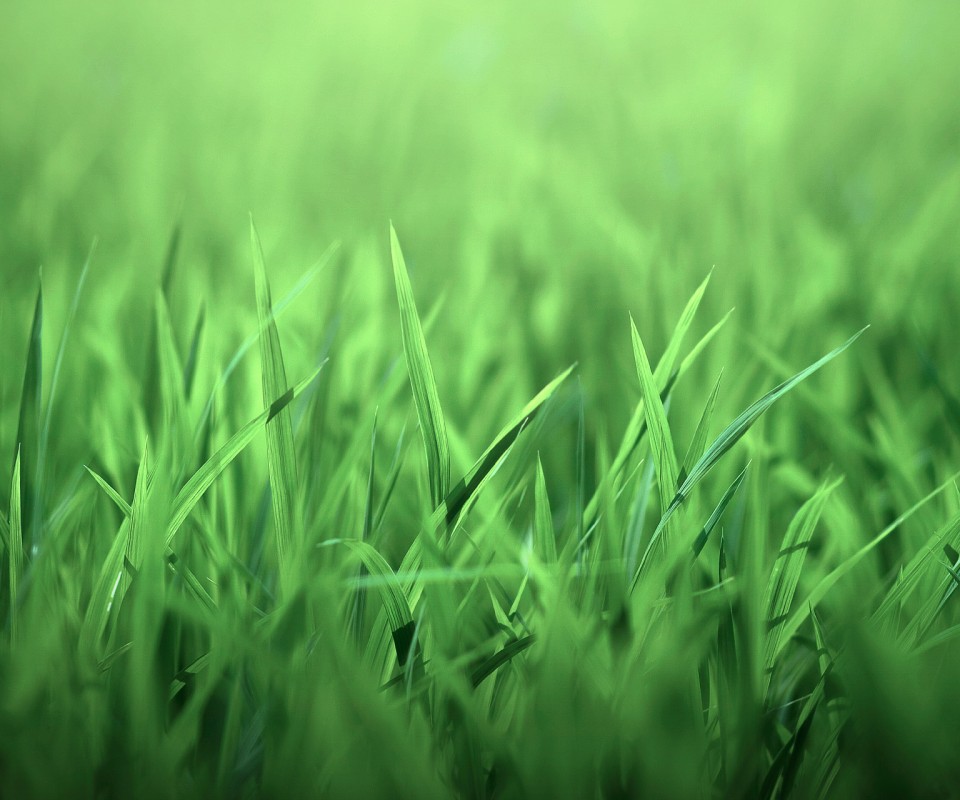 Трава обои