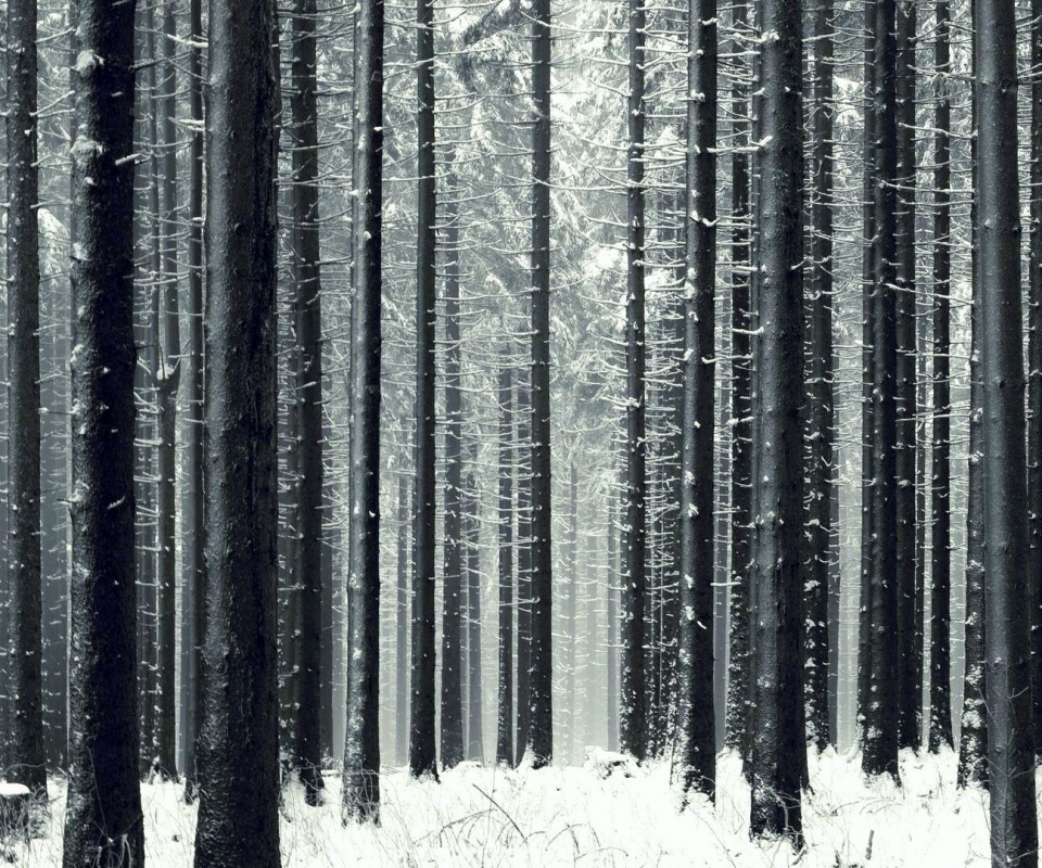 Зимний лес как штрихкод обои