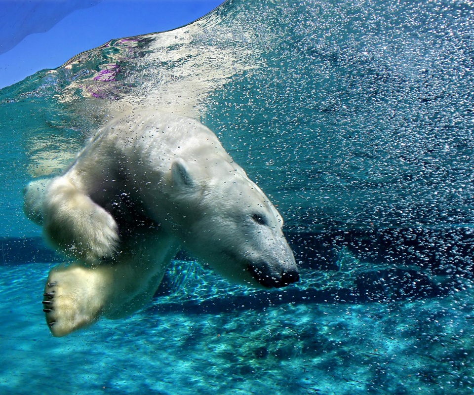 Нырнувший белый медведь обои
