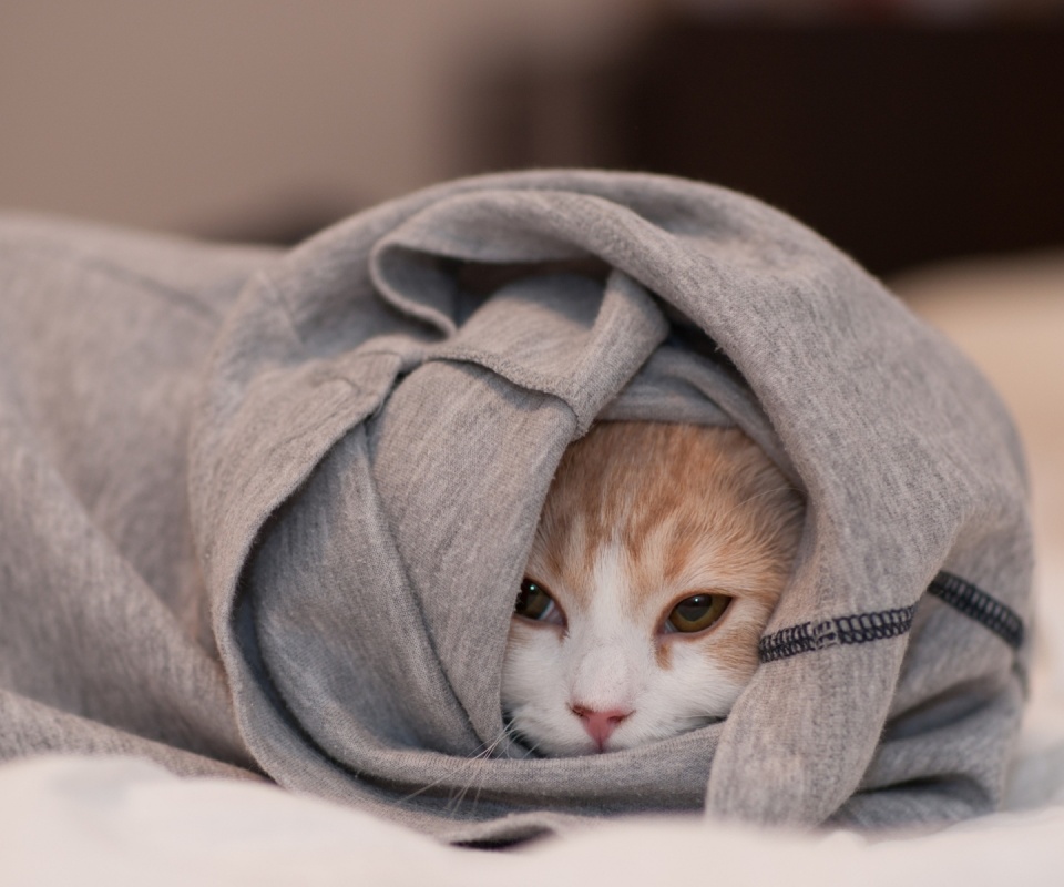 Закутавшийся в футболку кот обои