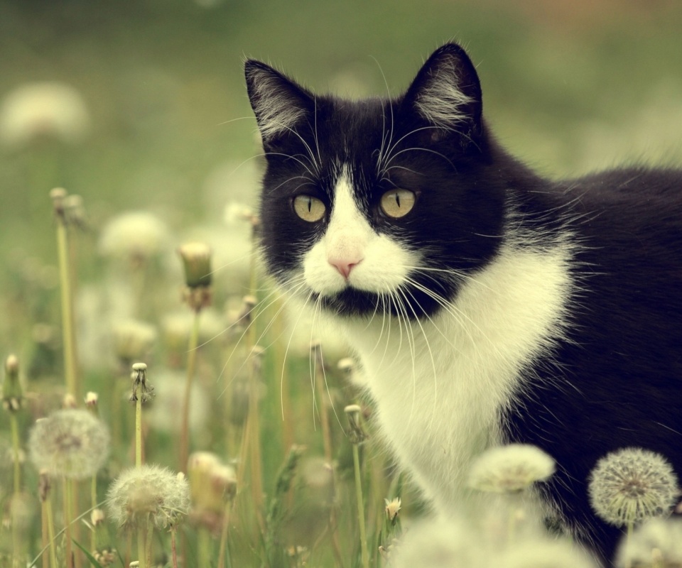 Кот в одуванчиках обои