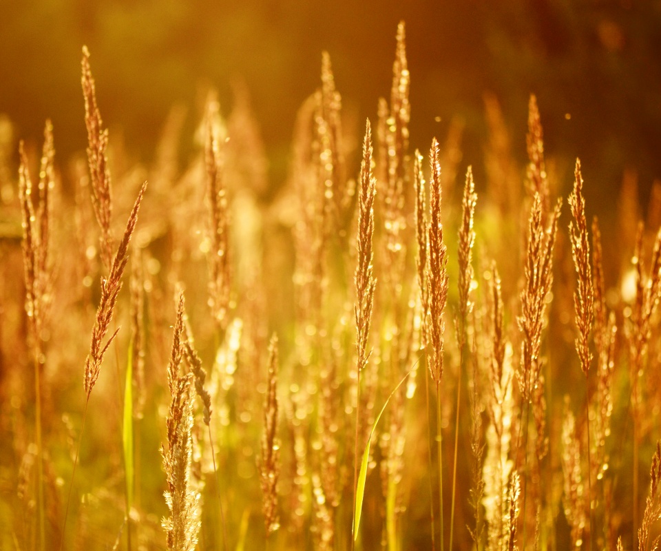 Рожь обои