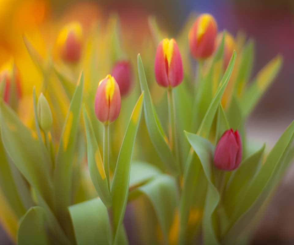 Розово-желтые тюльпаны обои