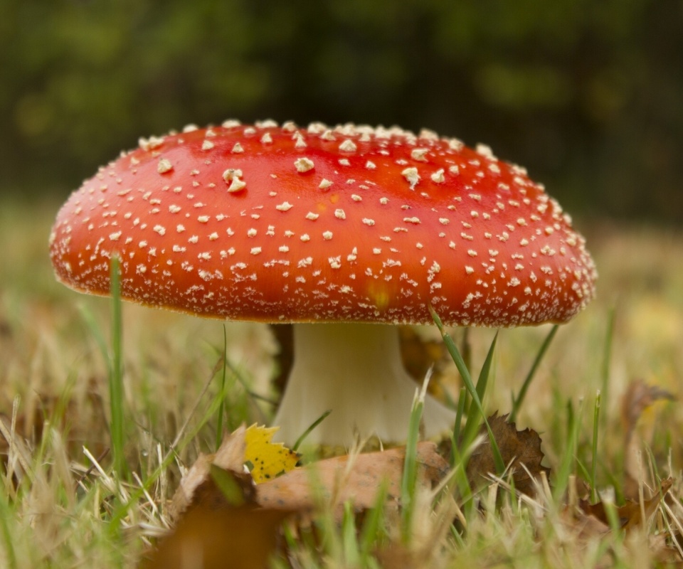 Мухомор обои