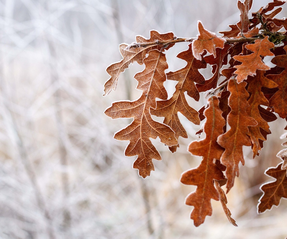 Дубовые листья обои