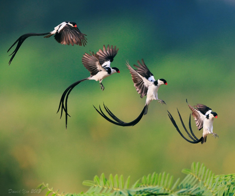 Приземляющаяся птичка обои