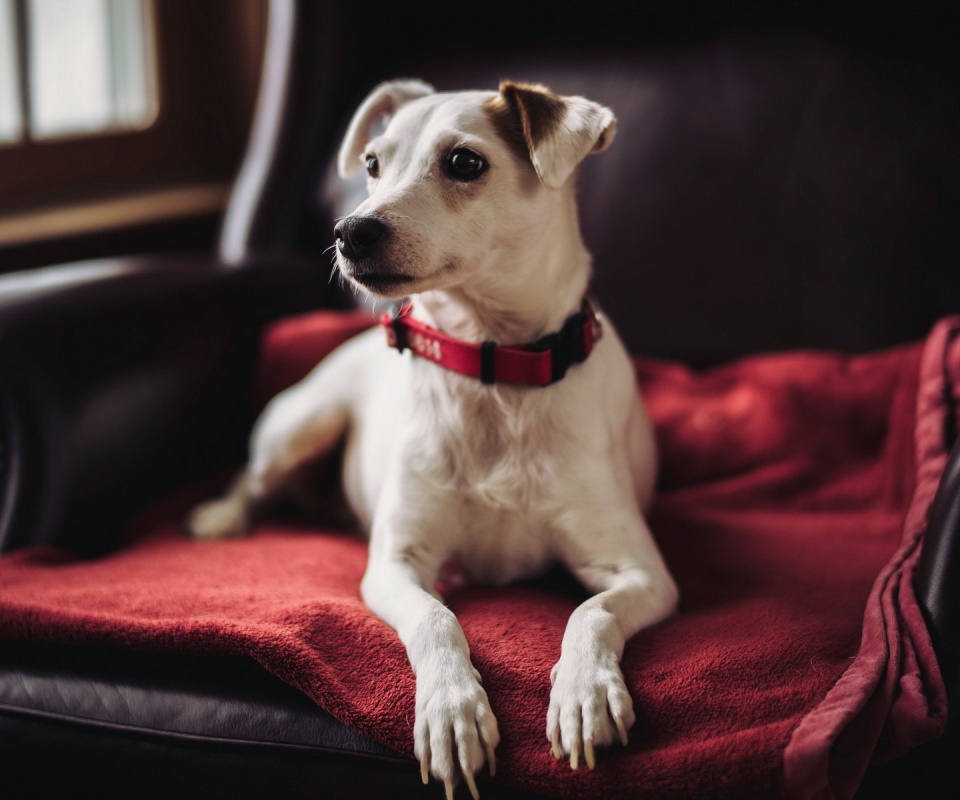 Собака на кресле обои