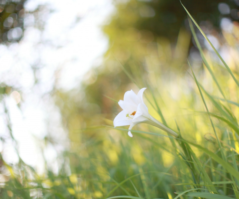 Цветок затерявшийся в траве обои