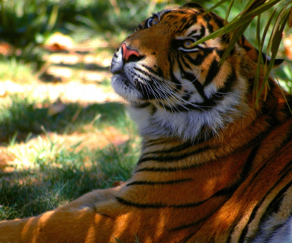 Отдыхающий в теньке хищник обои