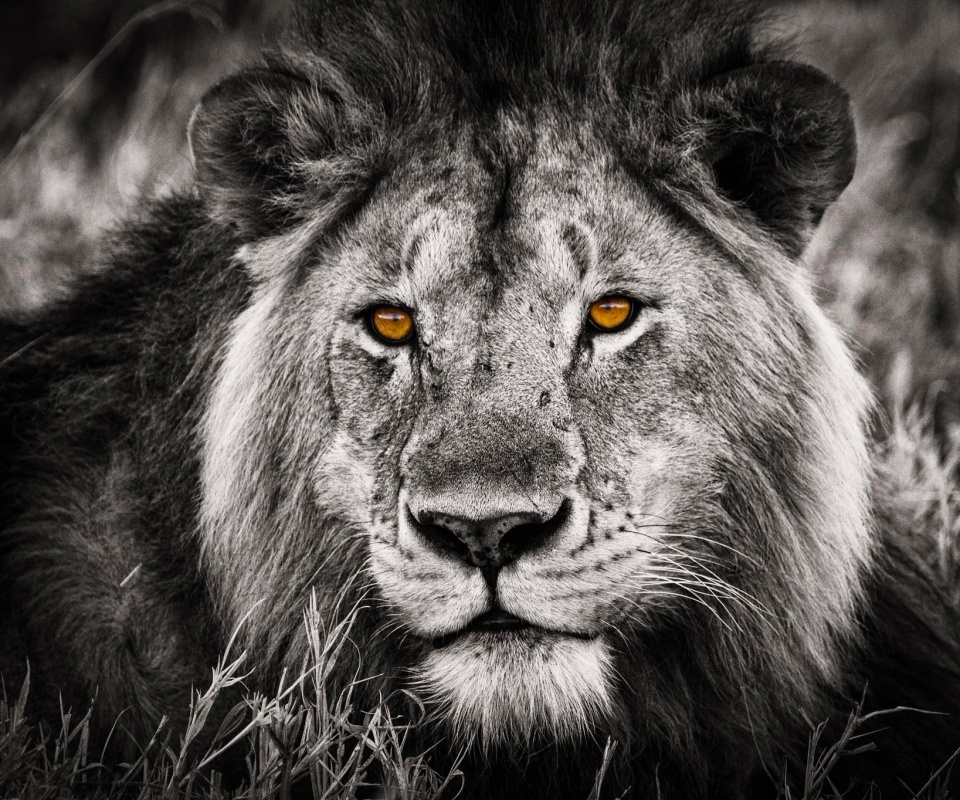 Гордый лев с горящими глазами обои