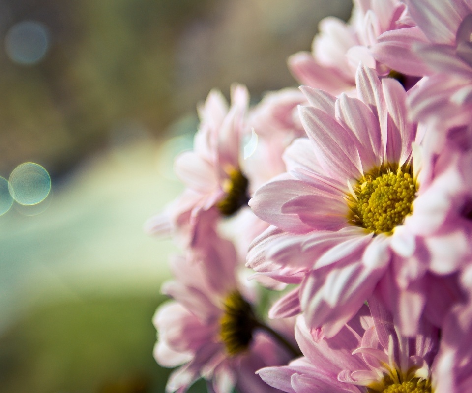 Розовые цветы обои