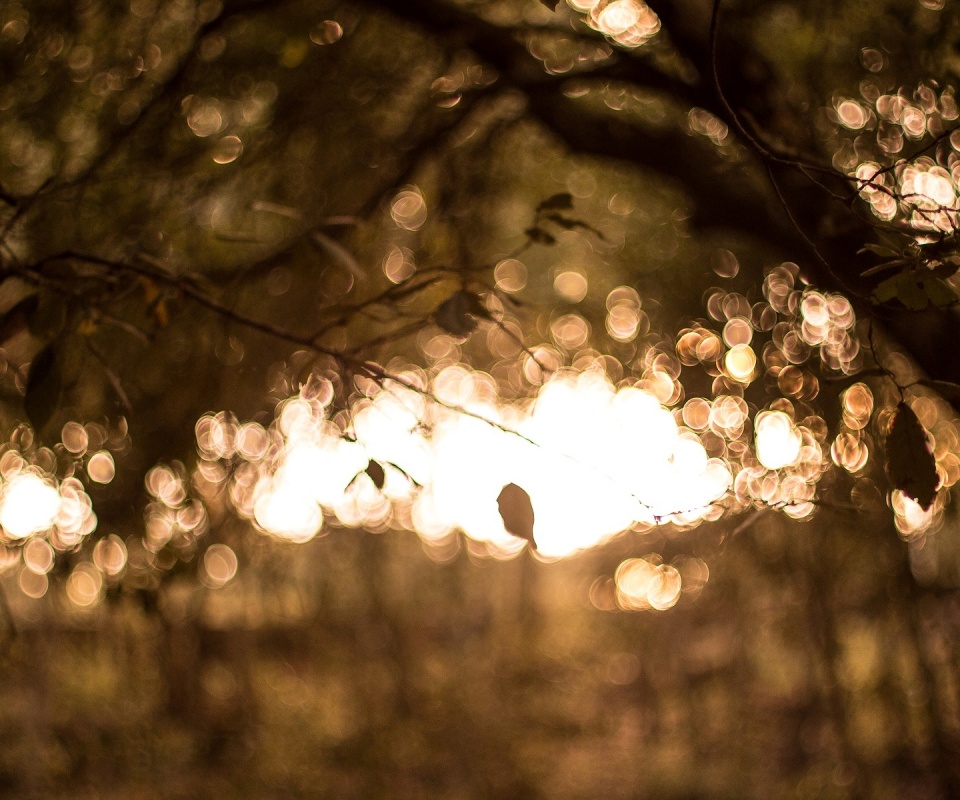 Размытый свет в парке обои