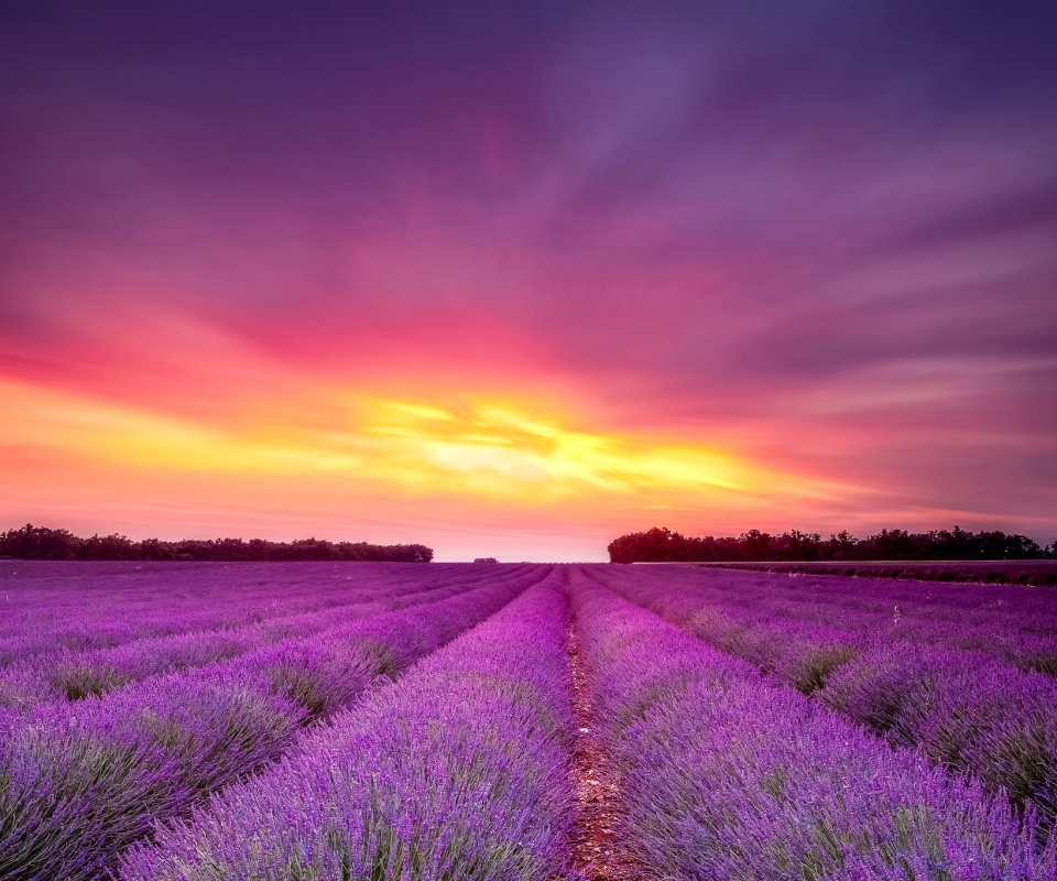 Поле фиолетовых цветов на закате обои