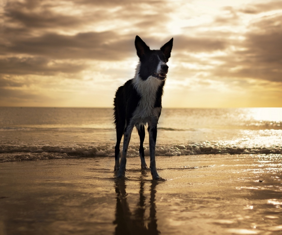 Собачка на пляже обои