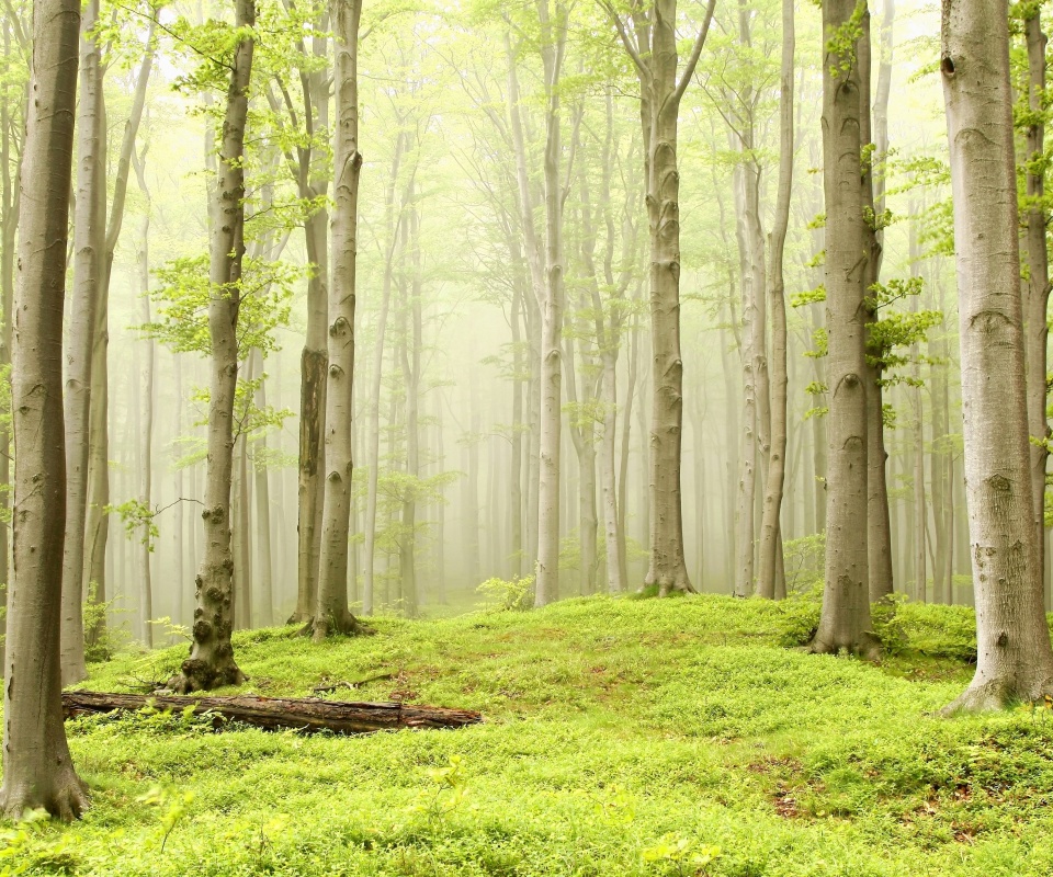 Опушка осинового леса обои