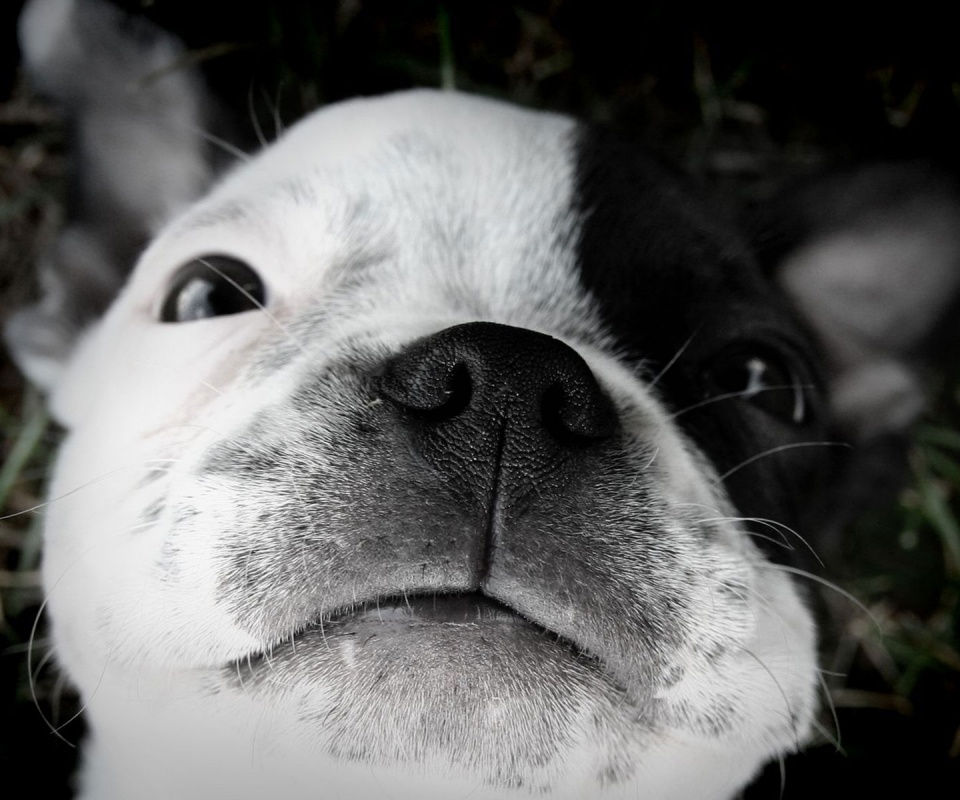 Бостонский терьер обои