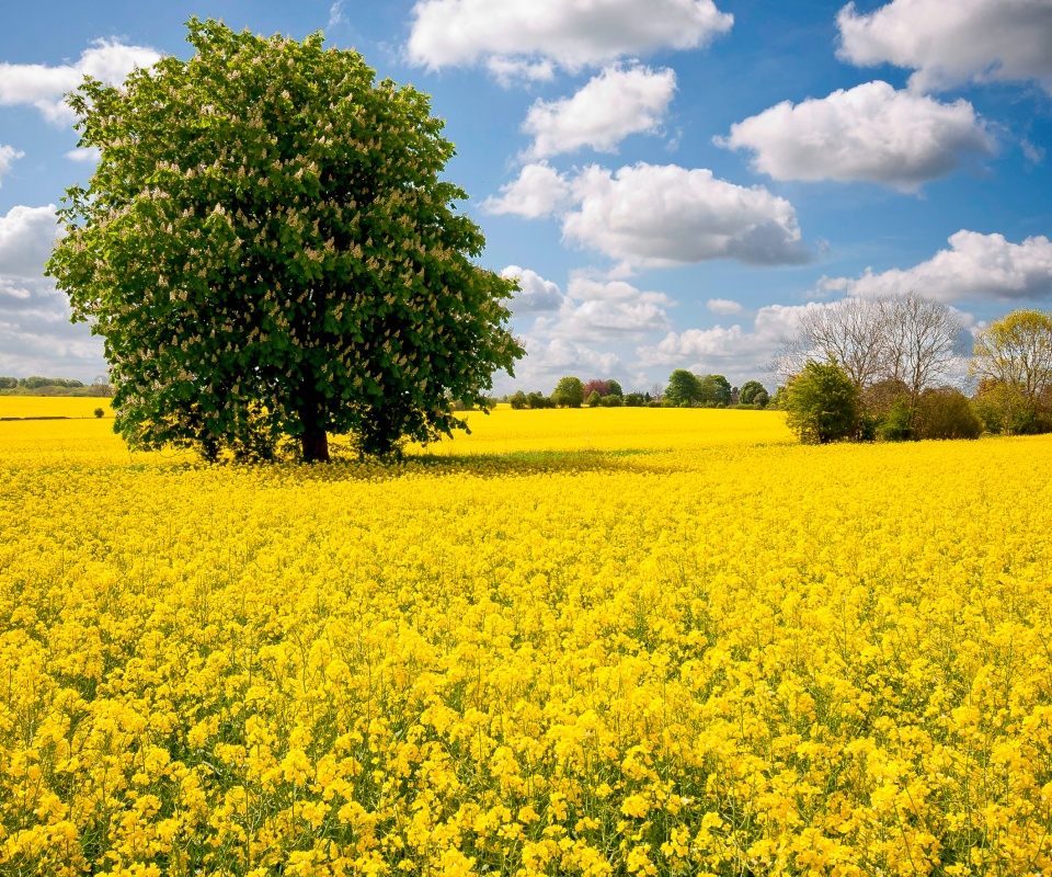 Каштан на цветочном поле обои