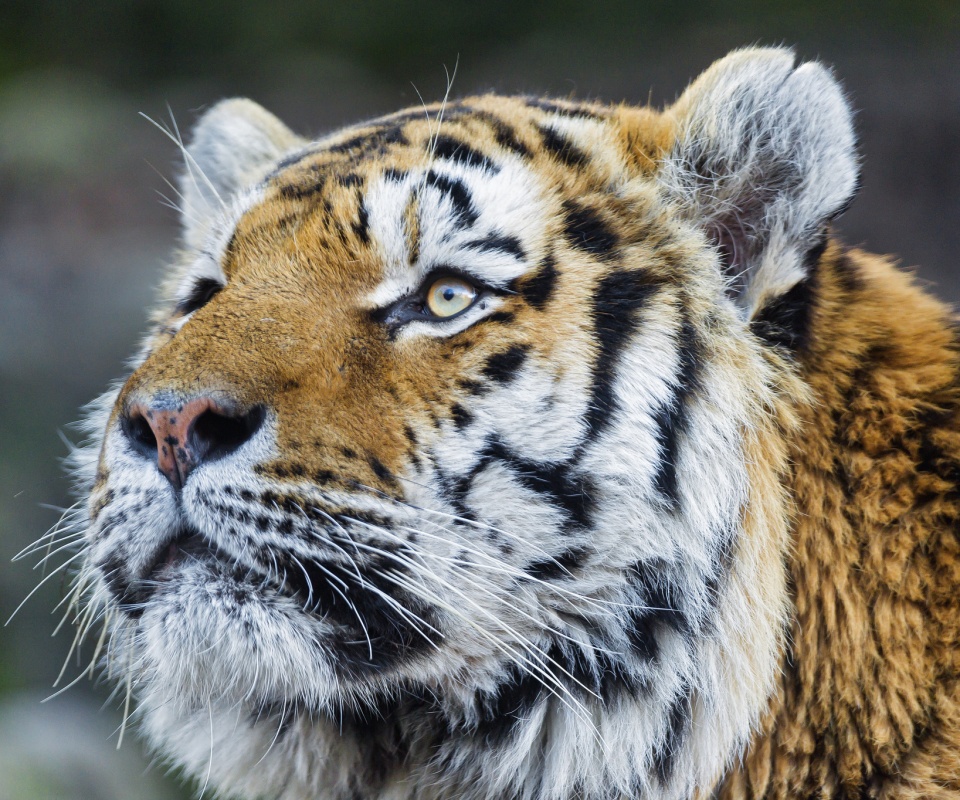 Амурский тигр обои