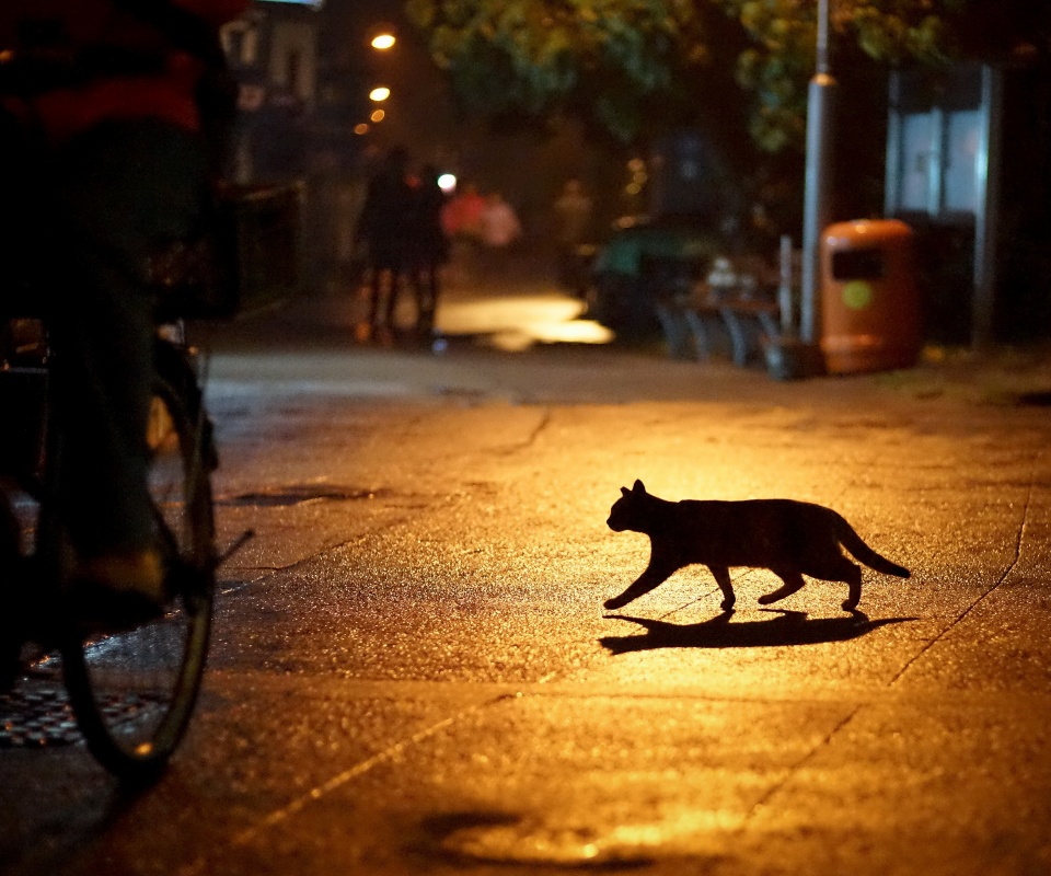 Кошка на ночной улице обои