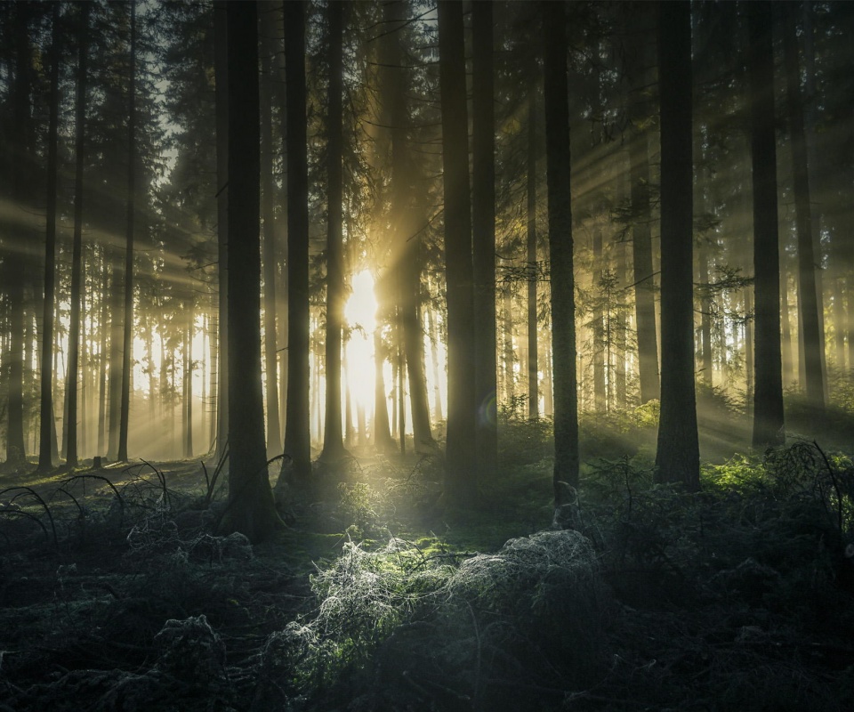 Свет пробивается сквозь стволы деревьев обои