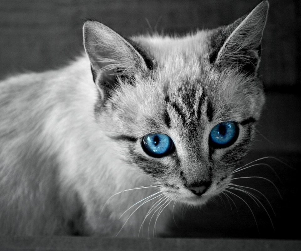 Котенок с синими глазами обои