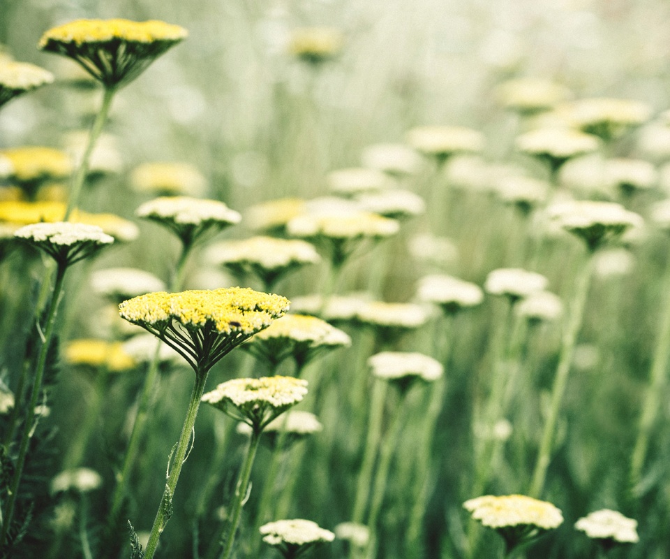 Солнцепоклонник обои