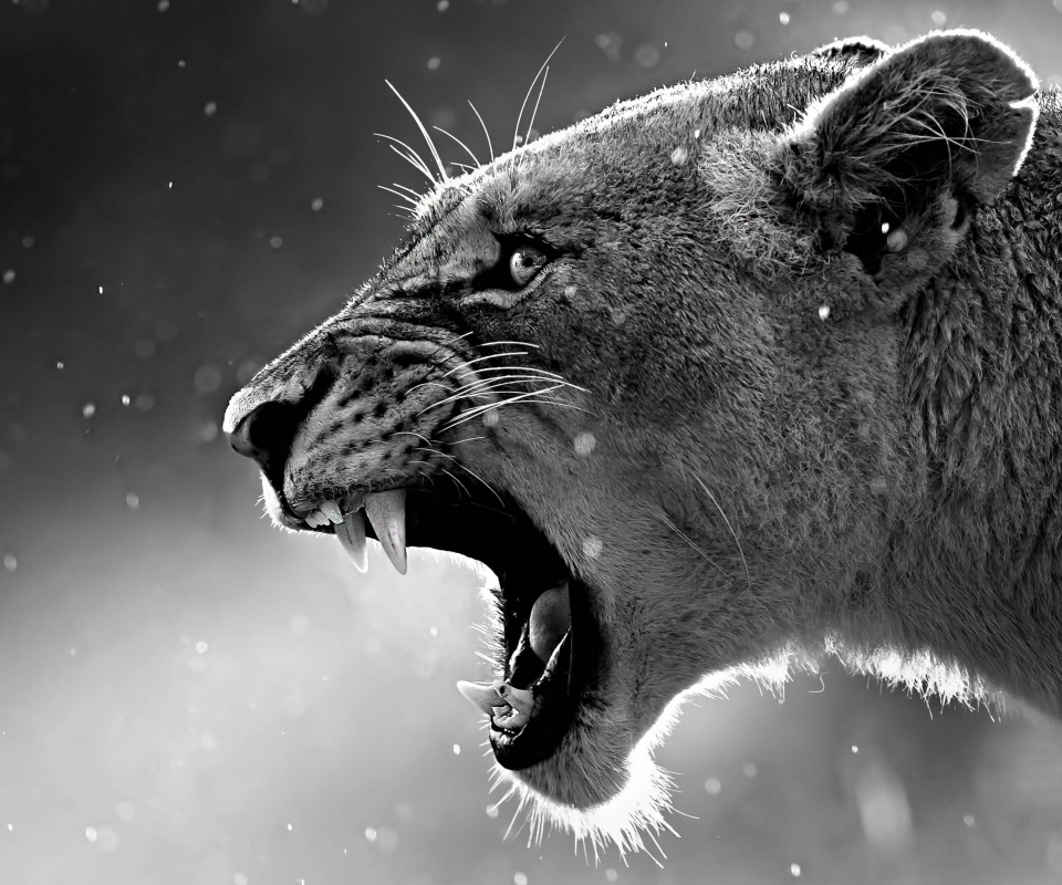 Грозный львиный рык обои