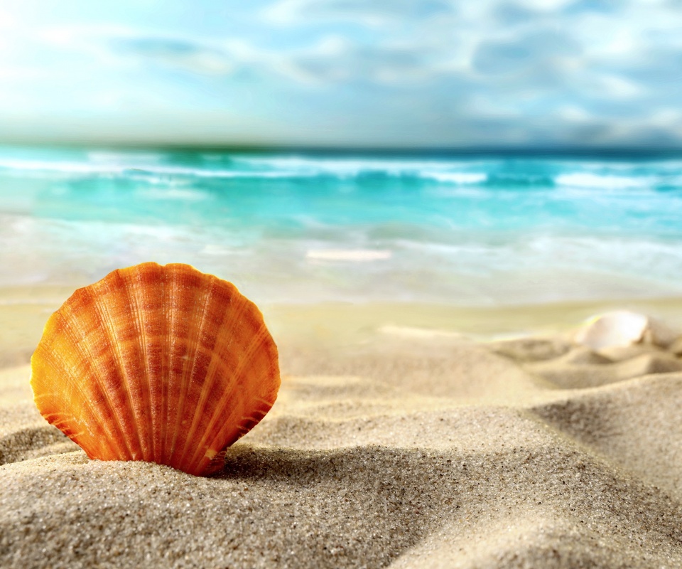 Раковина на летнем бережке обои