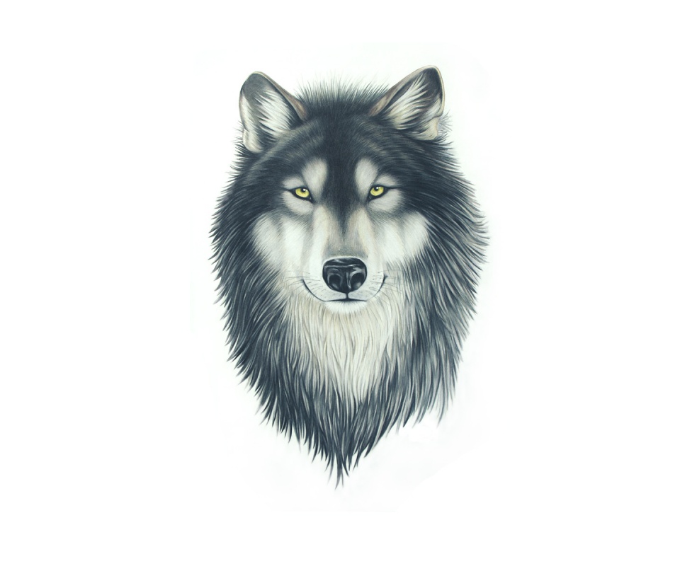 Голова волка обои
