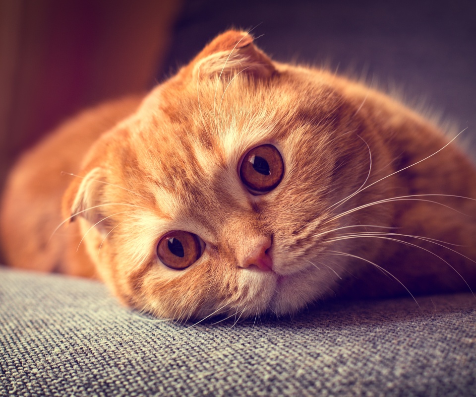 Скоттиш фолд рыжий обои