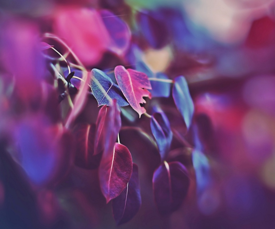 Фиолетовые листья обои