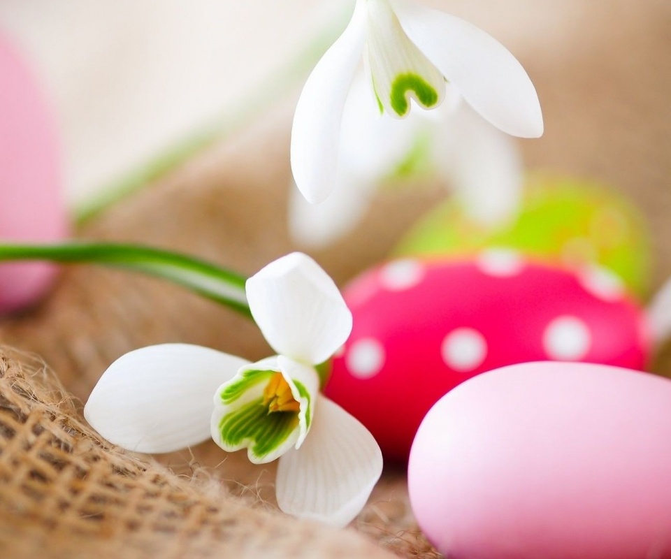 Белый цветок и яйца обои
