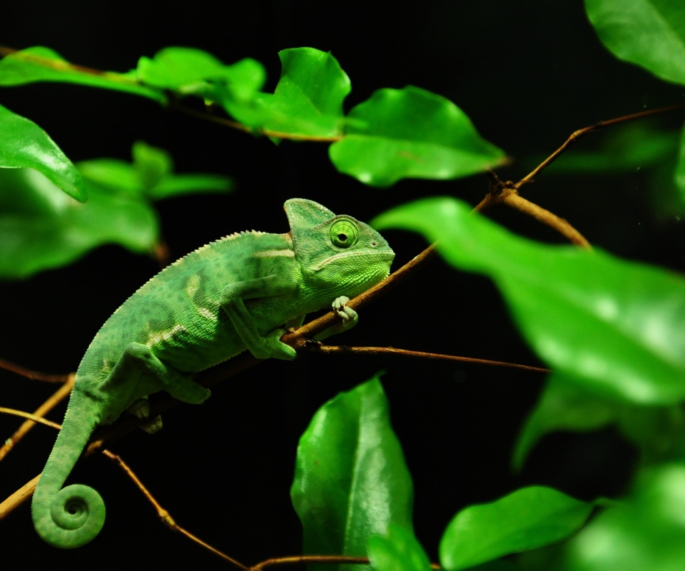 Хамелеон в листве обои