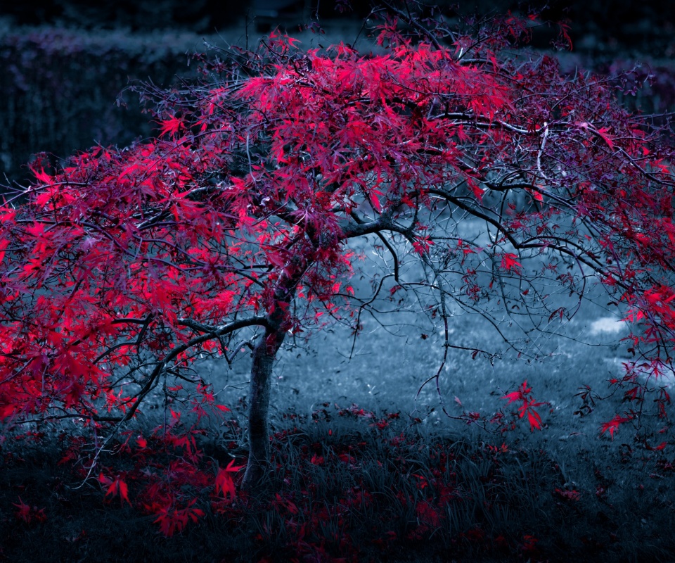 Розовое дерево обои