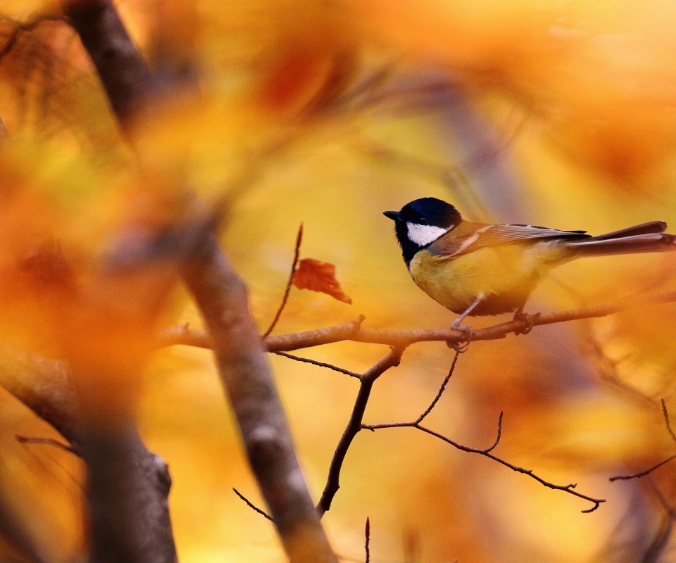 Синичка в желтой листве обои