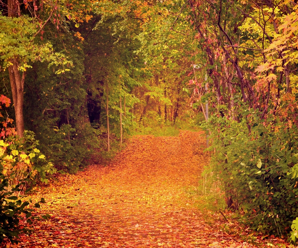 Дорожка в осеннем лесу обои