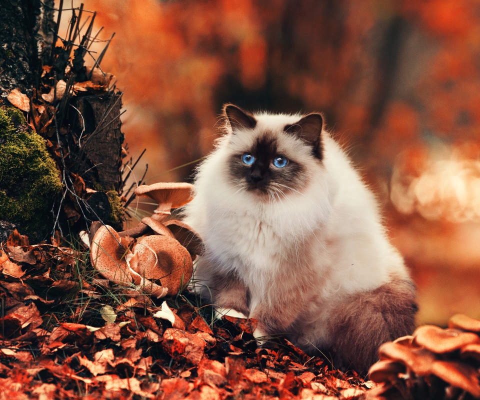Пушистый кот среди пожелтевшей листвы обои