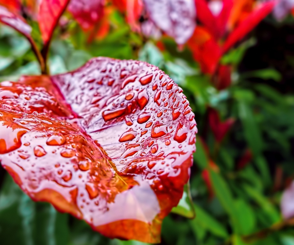 Красный лист в каплях воды обои