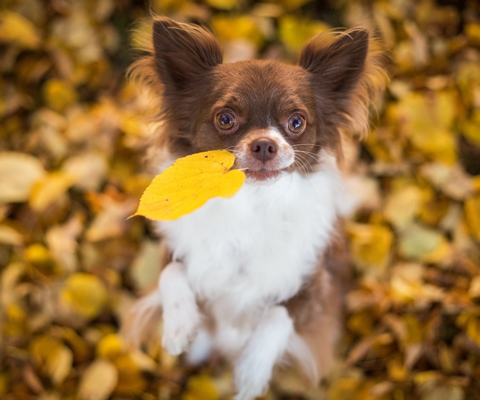 Собачка с листиком в зубах обои
