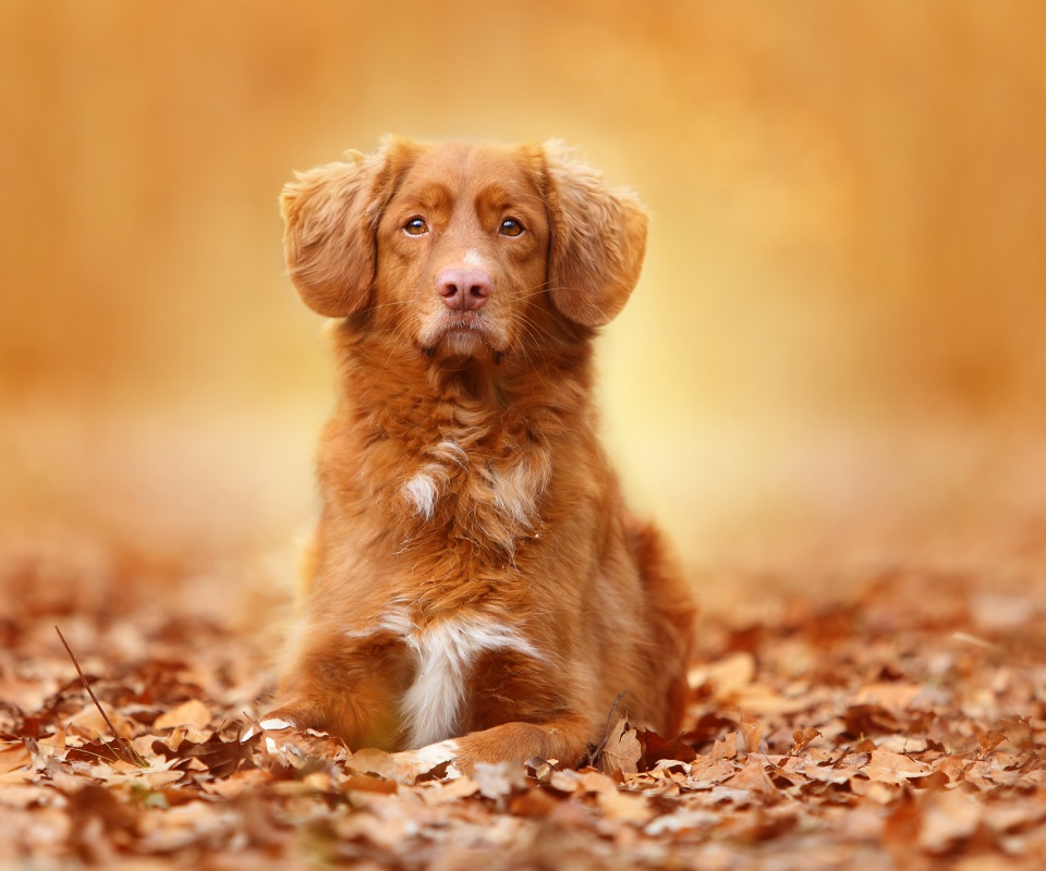 Осенний пес обои