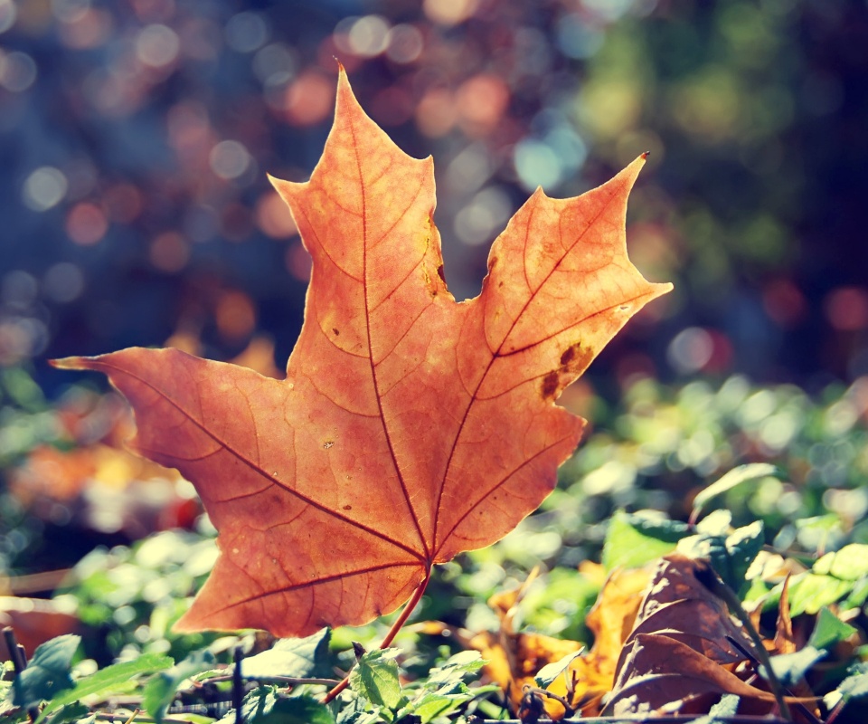 Желтый кленовый лист обои