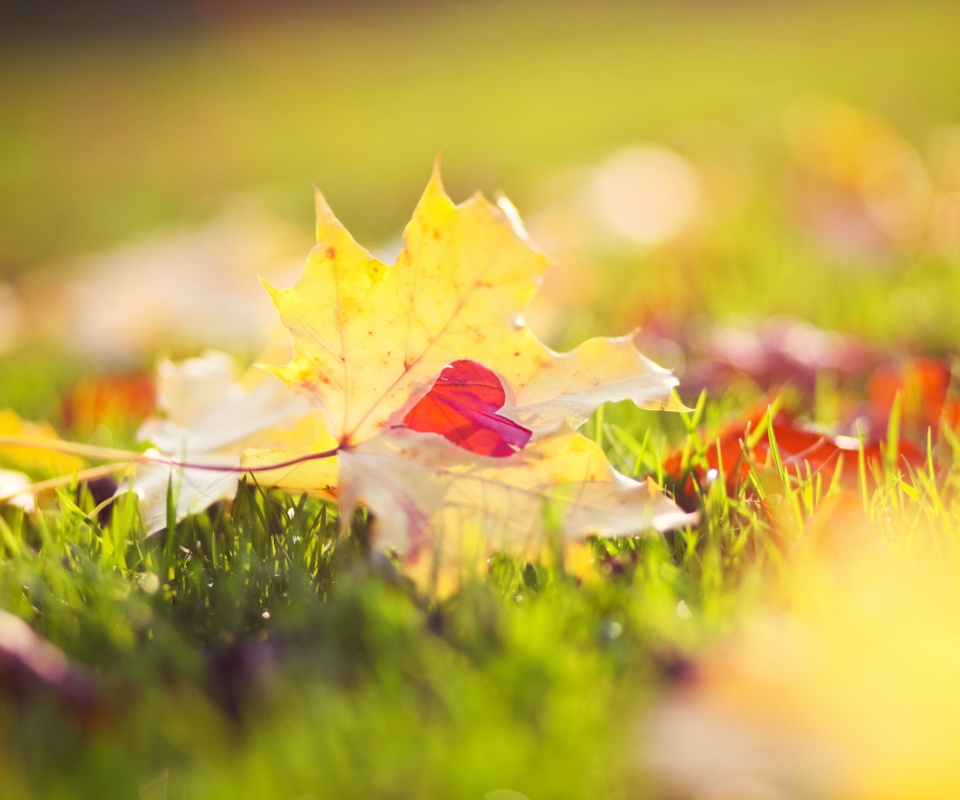 Листик в форме сердца обои