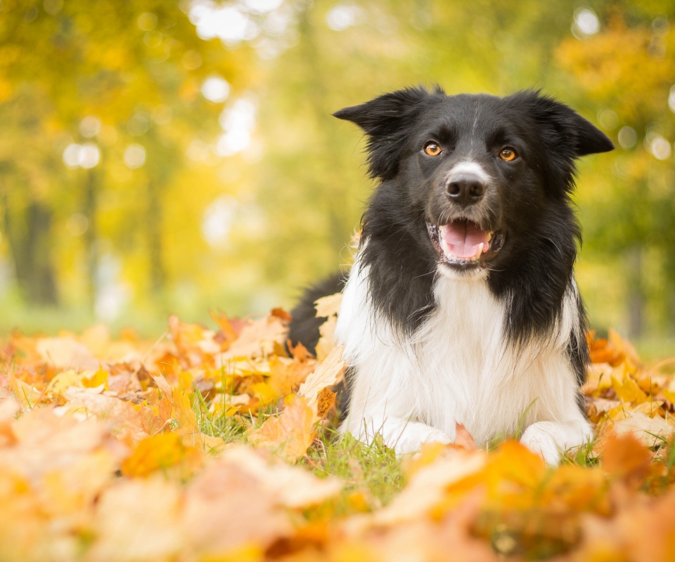 Пес среди листвы обои
