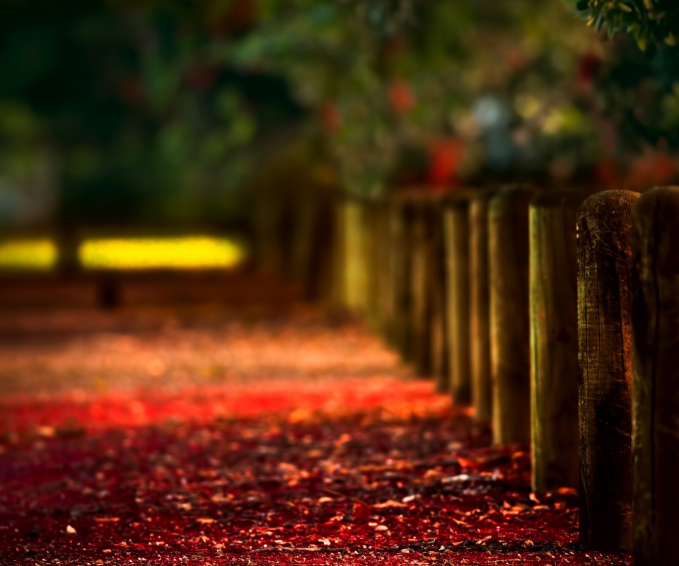 Аллея усеянная листвой обои