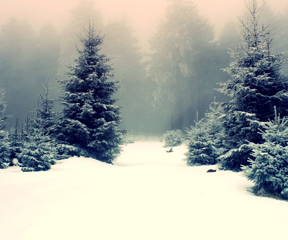 Ёлки в сугробах обои